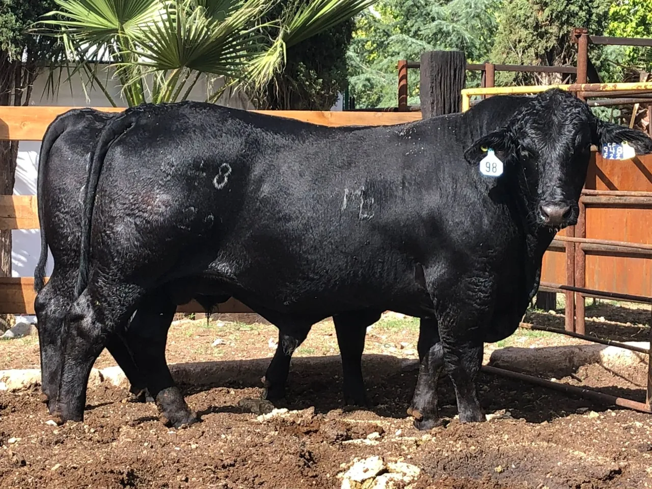 MC Chill Factor 948F22